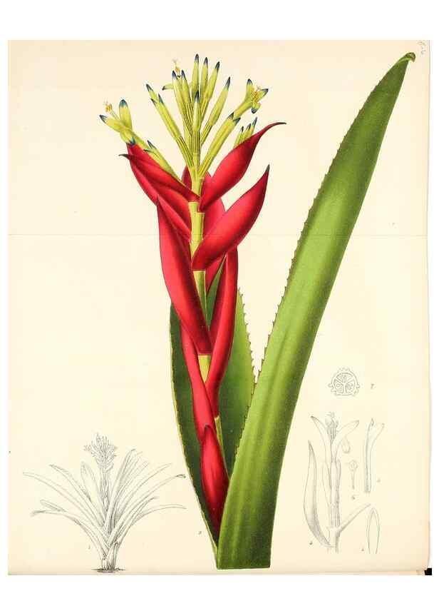 Reproducción/Reproduction 49167840438: Belgique horticole.. Liége.. 