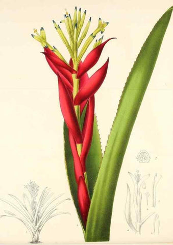 Reproducción/Reproduction 49167840438: Belgique horticole.. Liége.. 