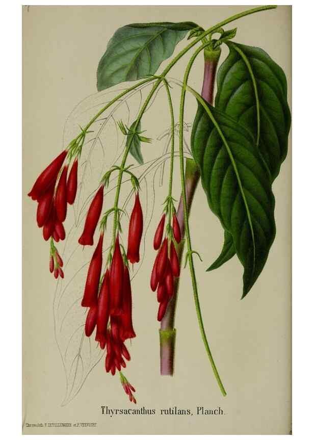 Reproducción/Reproduction 49168319896: Belgique horticole.. Liége.. 