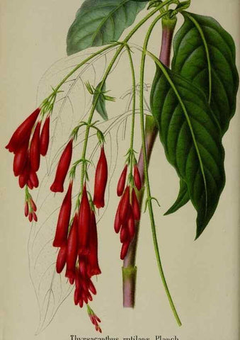Reproducción/Reproduction 49168319896: Belgique horticole.. Liége.. 
