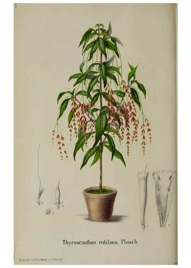 Reproducción/Reproduction 49167840823: Belgique horticole.. Liége.. 