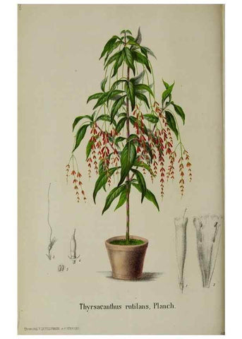 Reproducción/Reproduction 49167840823: Belgique horticole.. Liége.. 