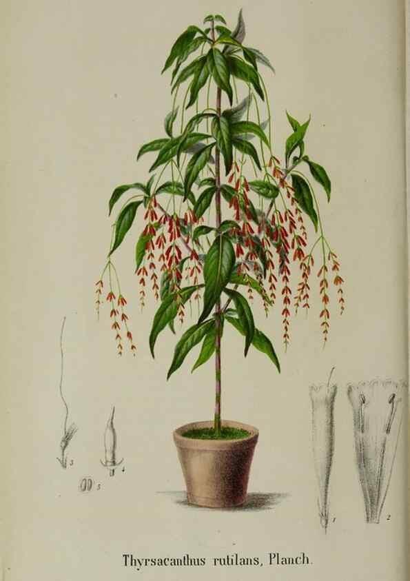 Reproducción/Reproduction 49167840823: Belgique horticole.. Liége.. 