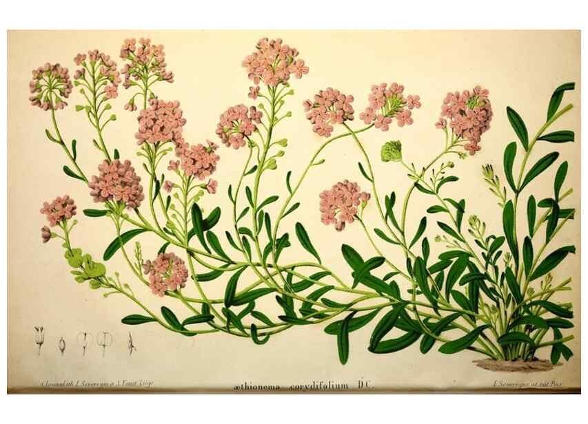 Reproducción/Reproduction 49168637357: Belgique horticole.. Liége.. 