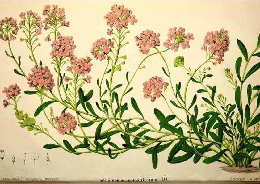 Reproducción/Reproduction 49168637357: Belgique horticole.. Liége.. 
