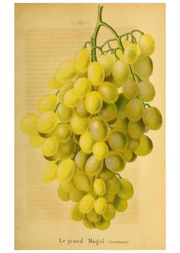 Reproducción/Reproduction 49167931173: Belgique horticole.. Liége.. 