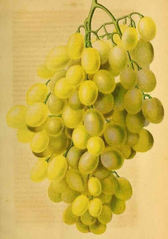 Reproducción/Reproduction 49167931173: Belgique horticole.. Liége.. 