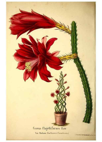 Reproducción/Reproduction 49167931503: Belgique horticole.. Liége.. 