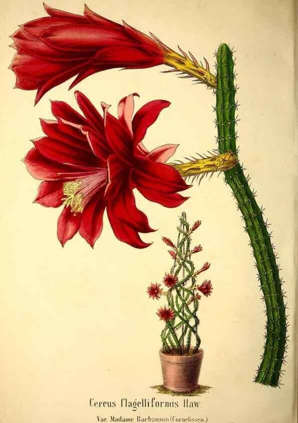 Reproducción/Reproduction 49167931503: Belgique horticole.. Liége.. 
