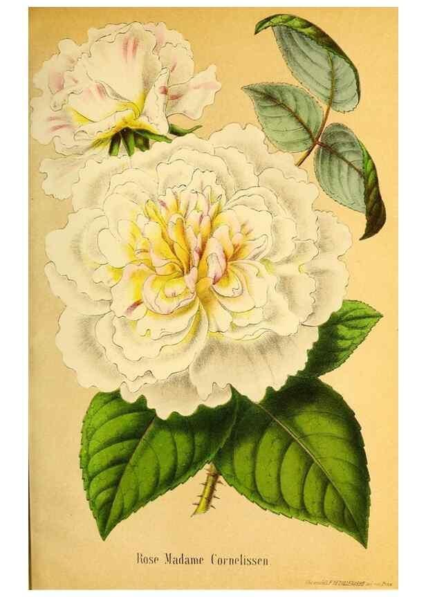 Reproducción/Reproduction 49167931838: Belgique horticole.. Liége.. 