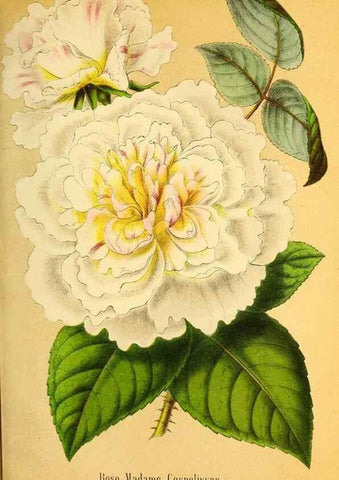 Reproducción/Reproduction 49167931838: Belgique horticole.. Liége.. 