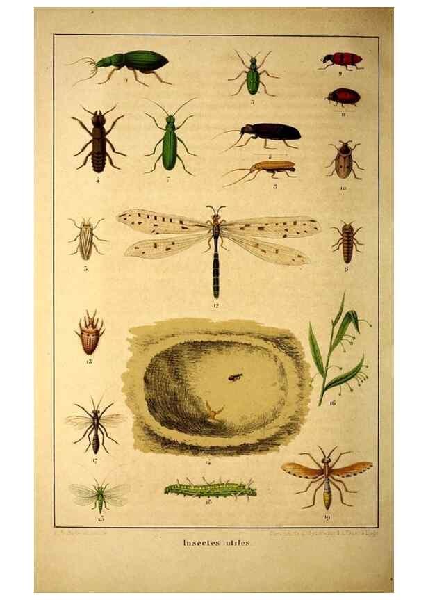 Reproducción/Reproduction 49167932133: Belgique horticole.. Liége.. 
