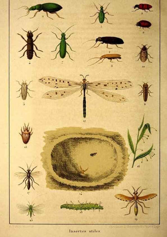 Reproducción/Reproduction 49167932133: Belgique horticole.. Liége.. 