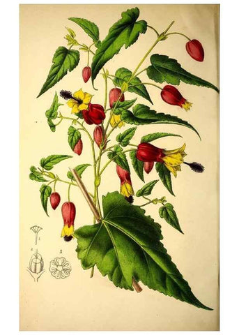 Reproducción/Reproduction 49168638967: Belgique horticole.. Liége.. 