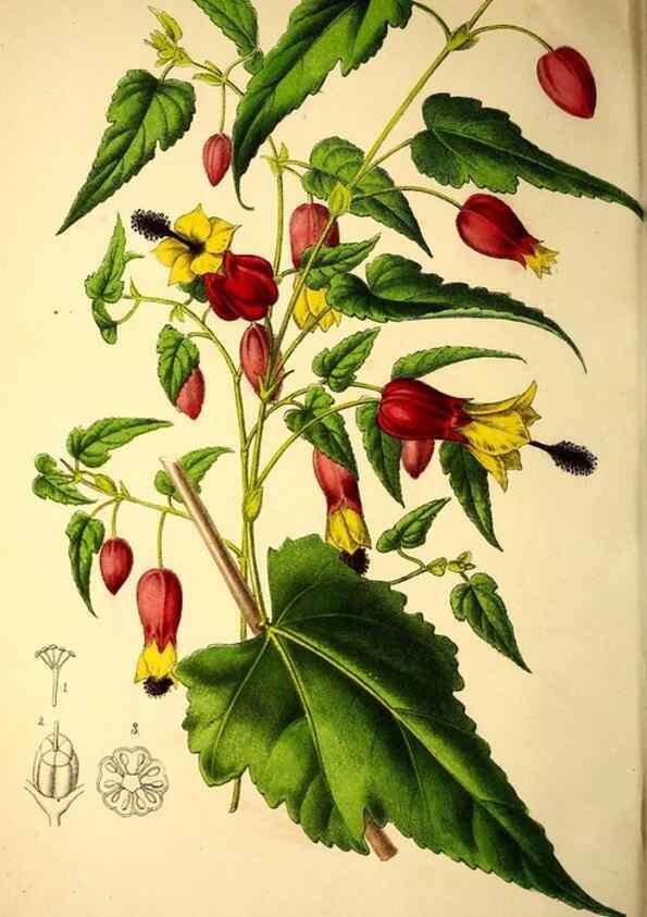 Reproducción/Reproduction 49168638967: Belgique horticole.. Liége.. 