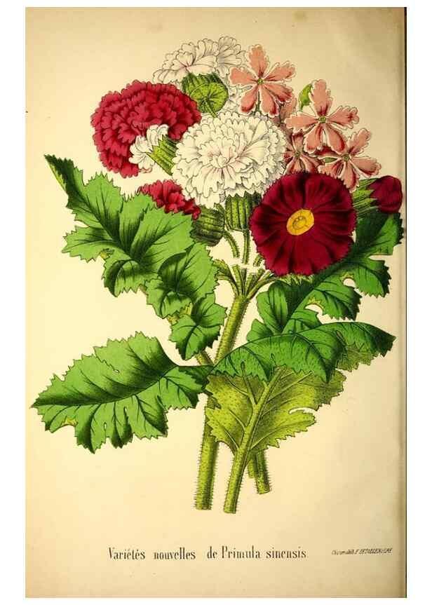 Reproducción/Reproduction 49168412226: Belgique horticole.. Liége.. 