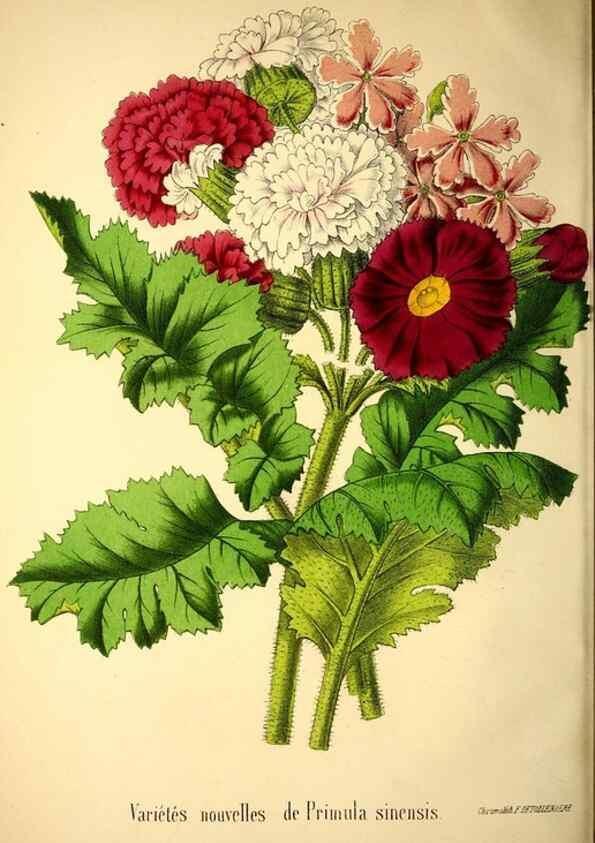 Reproducción/Reproduction 49168412226: Belgique horticole.. Liége.. 