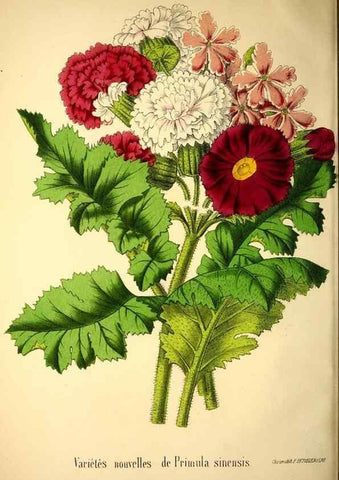 Reproducción/Reproduction 49168412226: Belgique horticole.. Liége.. 