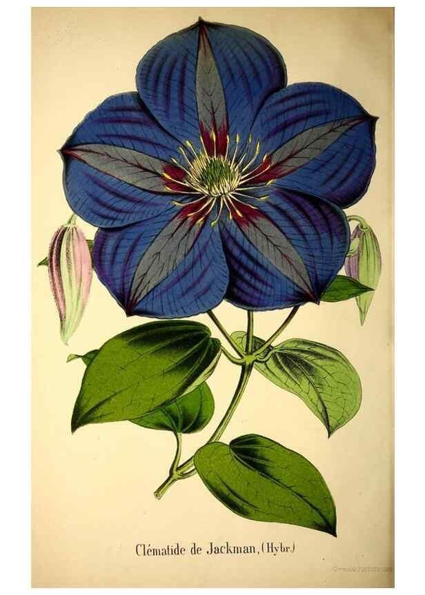 Reproducción/Reproduction 49167933163: Belgique horticole.. Liége.. 