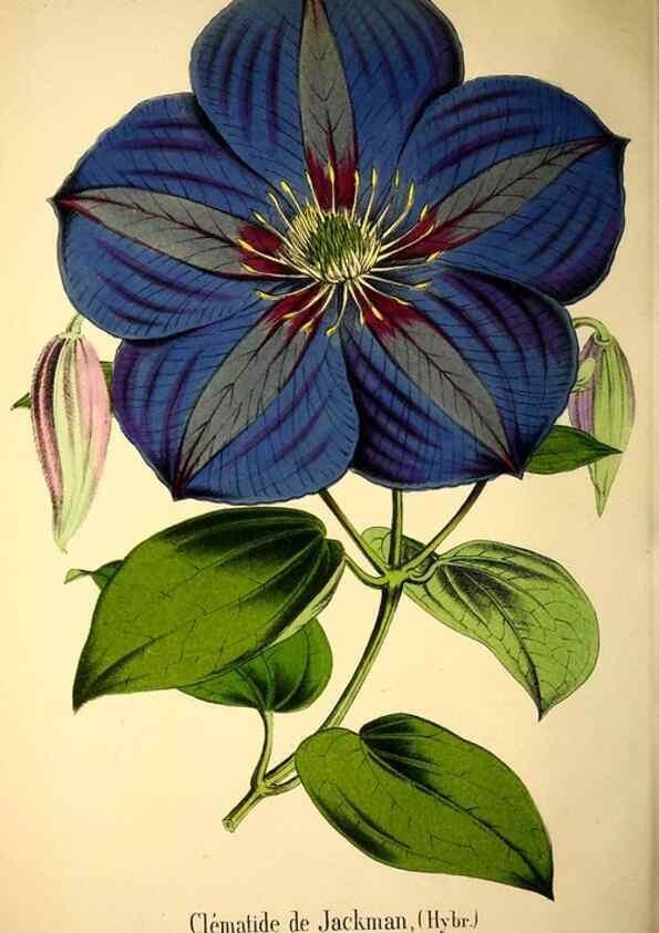 Reproducción/Reproduction 49167933163: Belgique horticole.. Liége.. 