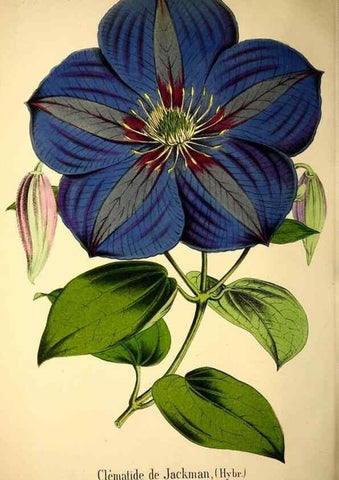 Reproducción/Reproduction 49167933163: Belgique horticole.. Liége.. 