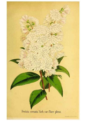 Reproducción/Reproduction 49168639832: Belgique horticole.. Liége.. 