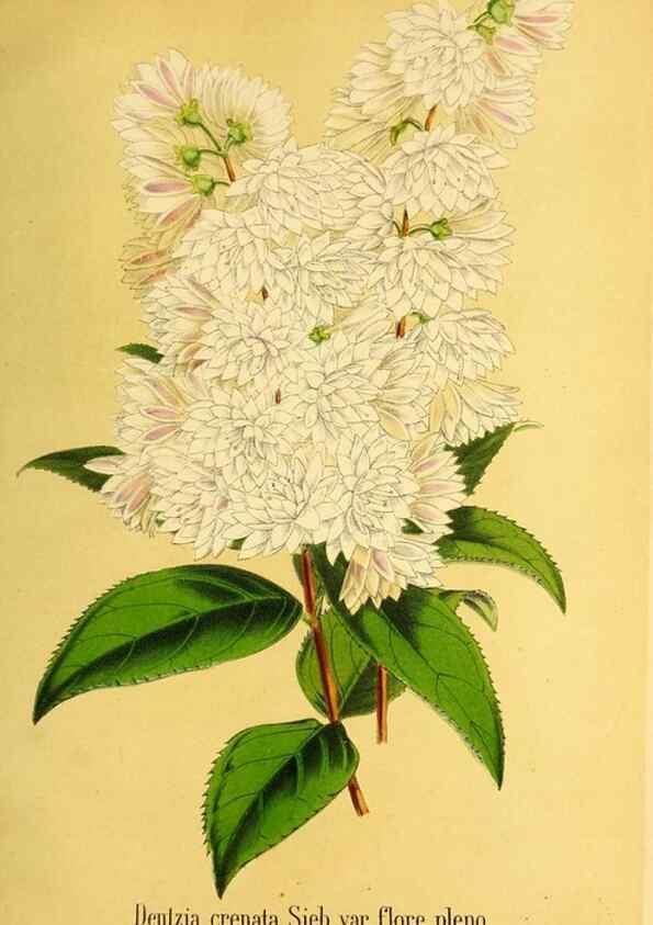 Reproducción/Reproduction 49168639832: Belgique horticole.. Liége.. 