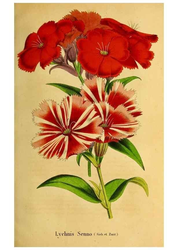 Reproducción/Reproduction 49168637582: Belgique horticole.. Liége.. 
