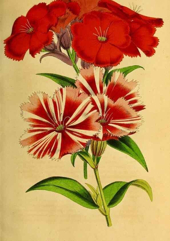 Reproducción/Reproduction 49168637582: Belgique horticole.. Liége.. 