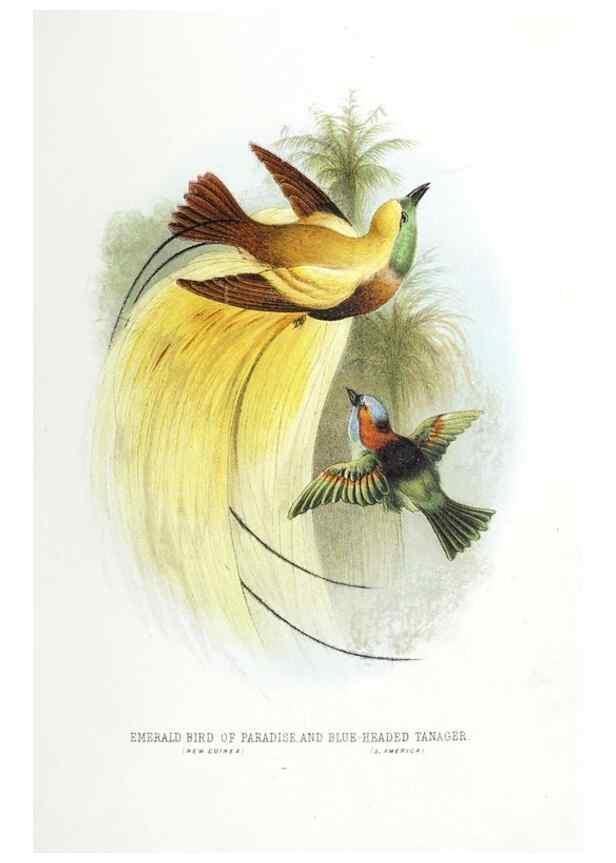 Reproducción/Reproduction 49169168723: Beautiful birds in far-off lands :. London :T. Nelson,1872.. 