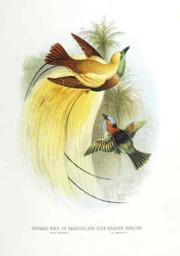 Reproducción/Reproduction 49169168723: Beautiful birds in far-off lands :. London :T. Nelson,1872.. 
