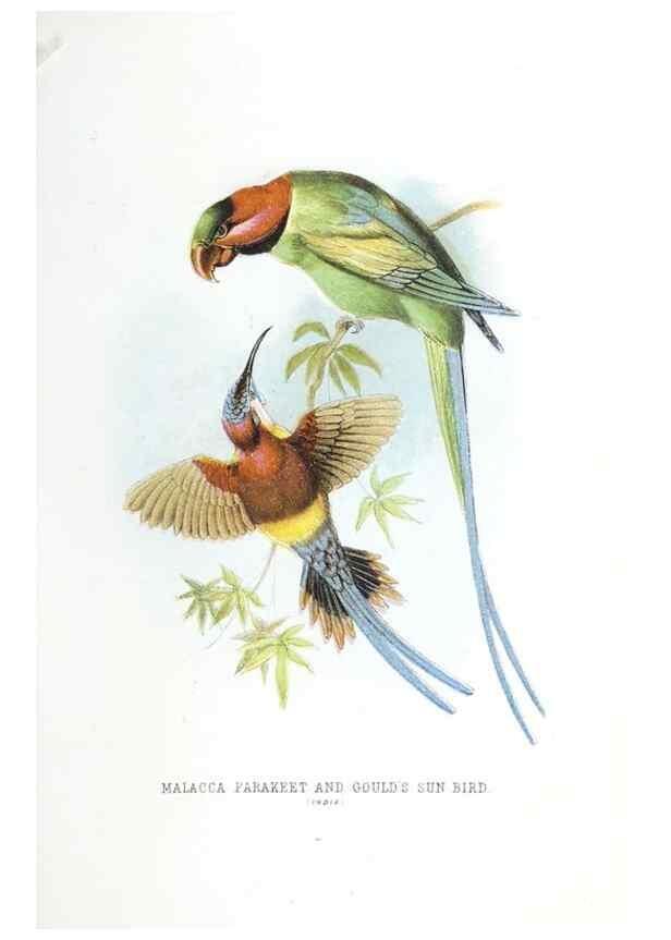 Reproducción/Reproduction 49169645976: Beautiful birds in far-off lands :. London :T. Nelson,1872.. 
