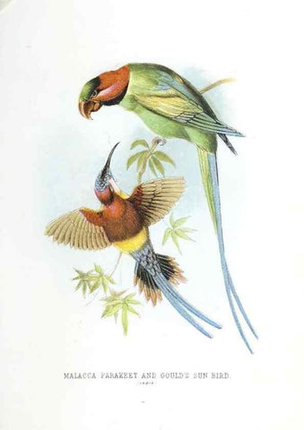 Reproducción/Reproduction 49169645976: Beautiful birds in far-off lands :. London :T. Nelson,1872.. 