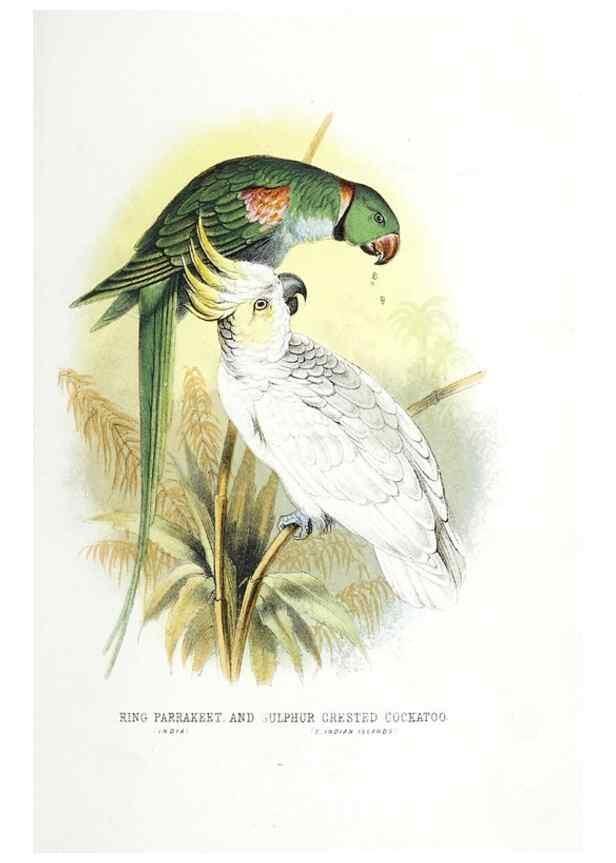 Reproducción/Reproduction 49169876142: Beautiful birds in far-off lands :. London :T. Nelson,1872.. 