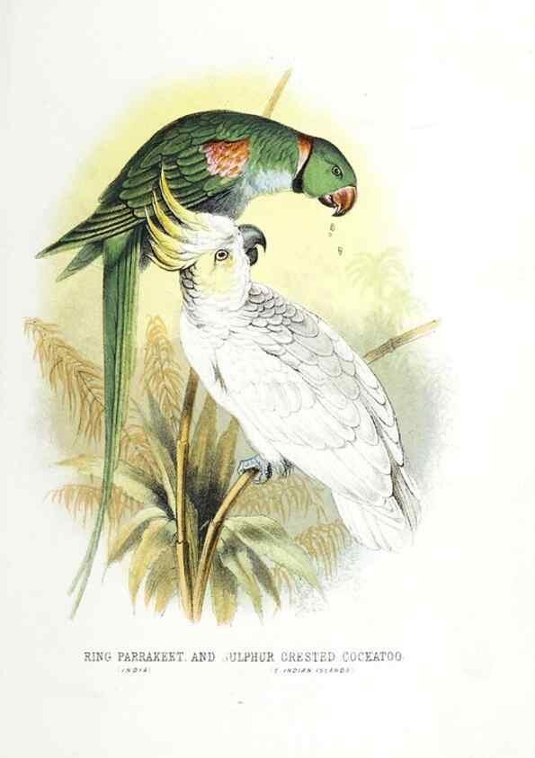 Reproducción/Reproduction 49169876142: Beautiful birds in far-off lands :. London :T. Nelson,1872.. 