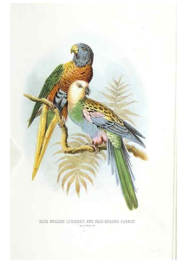 Reproducción/Reproduction 49169169728: Beautiful birds in far-off lands :. London :T. Nelson,1872.. 