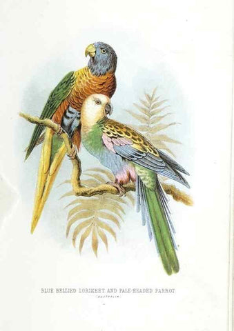 Reproducción/Reproduction 49169169728: Beautiful birds in far-off lands :. London :T. Nelson,1872.. 