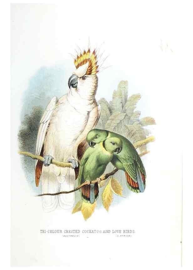 Reproducción/Reproduction 49169647031: Beautiful birds in far-off lands :. London :T. Nelson,1872.. 