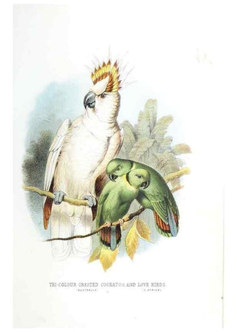 Reproducción/Reproduction 49169647031: Beautiful birds in far-off lands :. London :T. Nelson,1872.. 