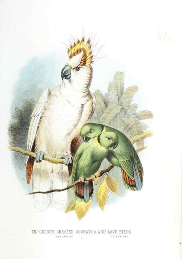 Reproducción/Reproduction 49169647031: Beautiful birds in far-off lands :. London :T. Nelson,1872.. 