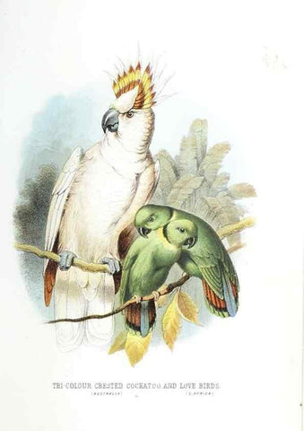 Reproducción/Reproduction 49169647031: Beautiful birds in far-off lands :. London :T. Nelson,1872.. 