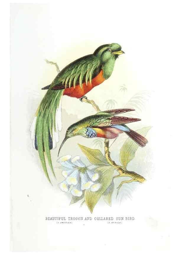 Reproducción/Reproduction 49169647356: Beautiful birds in far-off lands :. London :T. Nelson,1872.. 