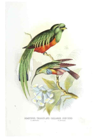 Reproducción/Reproduction 49169647356: Beautiful birds in far-off lands :. London :T. Nelson,1872.. 