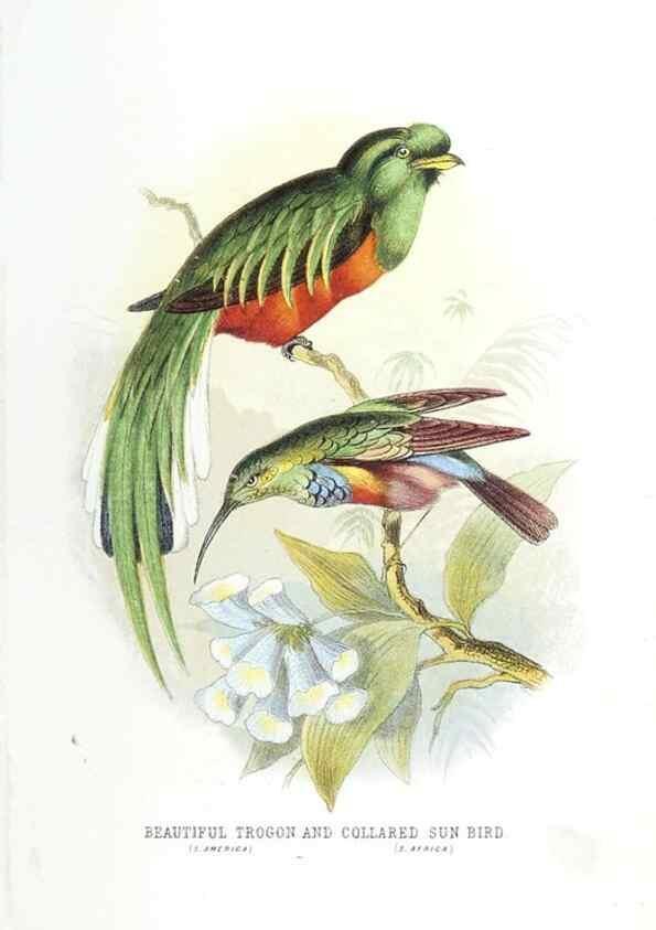 Reproducción/Reproduction 49169647356: Beautiful birds in far-off lands :. London :T. Nelson,1872.. 