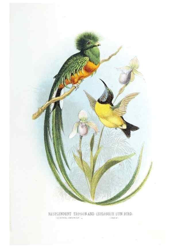 Reproducción/Reproduction 49169170848: Beautiful birds in far-off lands :. London :T. Nelson,1872.. 