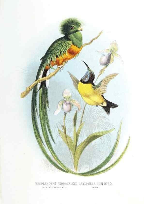 Reproducción/Reproduction 49169170848: Beautiful birds in far-off lands :. London :T. Nelson,1872.. 
