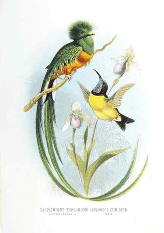 Reproducción/Reproduction 49169170848: Beautiful birds in far-off lands :. London :T. Nelson,1872.. 