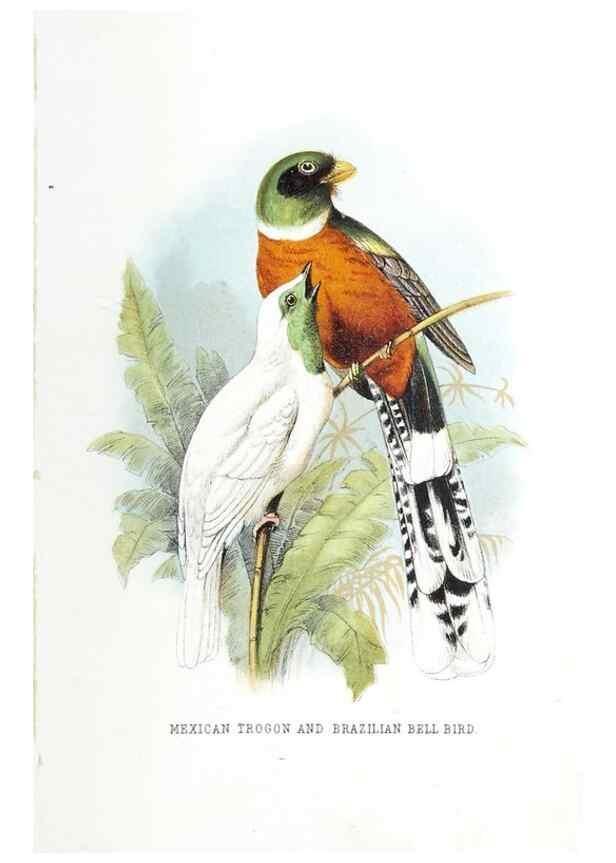 Reproducción/Reproduction 49169171218: Beautiful birds in far-off lands :. London :T. Nelson,1872.. 