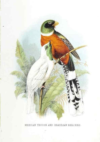 Reproducción/Reproduction 49169171218: Beautiful birds in far-off lands :. London :T. Nelson,1872.. 