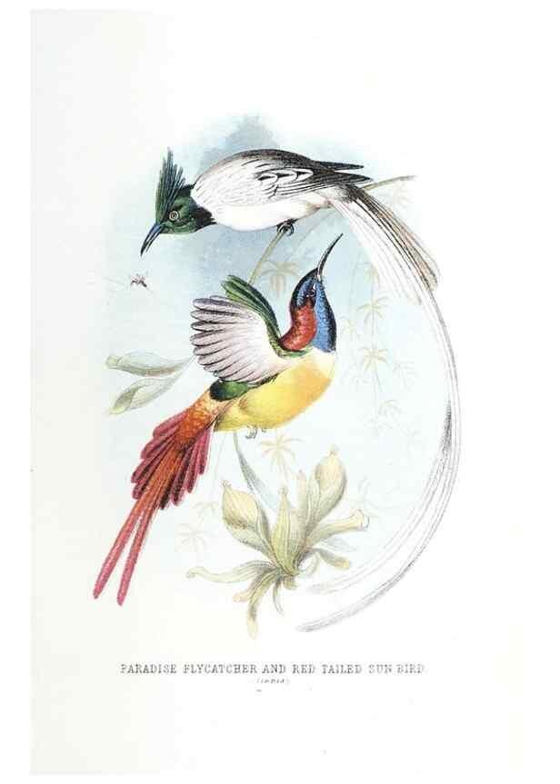 Reproducción/Reproduction 49169648461: Beautiful birds in far-off lands :. London :T. Nelson,1872.. 
